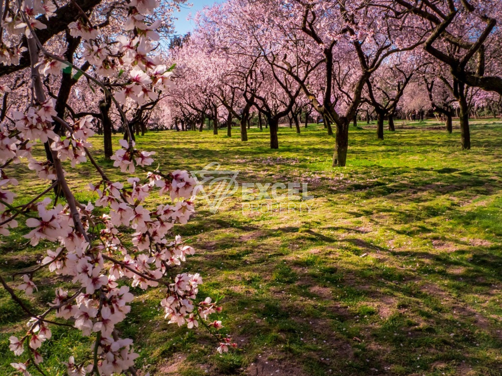 🌰 BUSINESS FOR SALE – ALMOND GARDEN IN VILLAGE OF GIULOVTSA